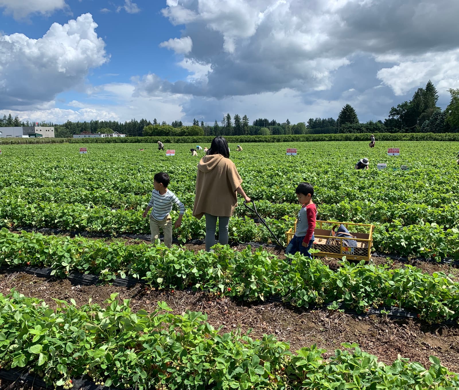 A parent and two children walking through a strawberry field